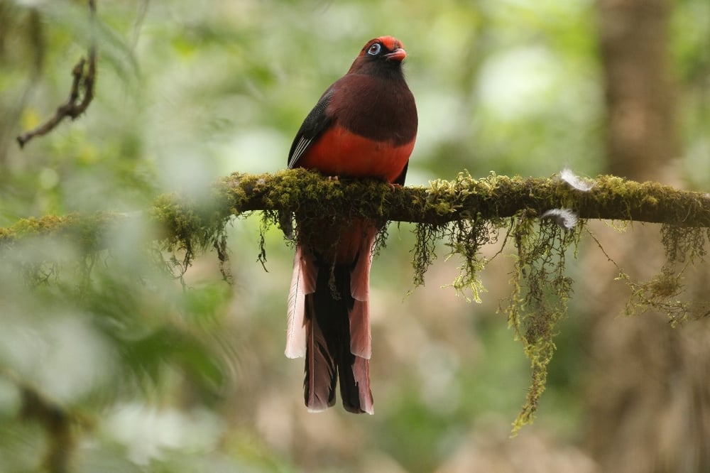 Wildlife Photography in Bhutan